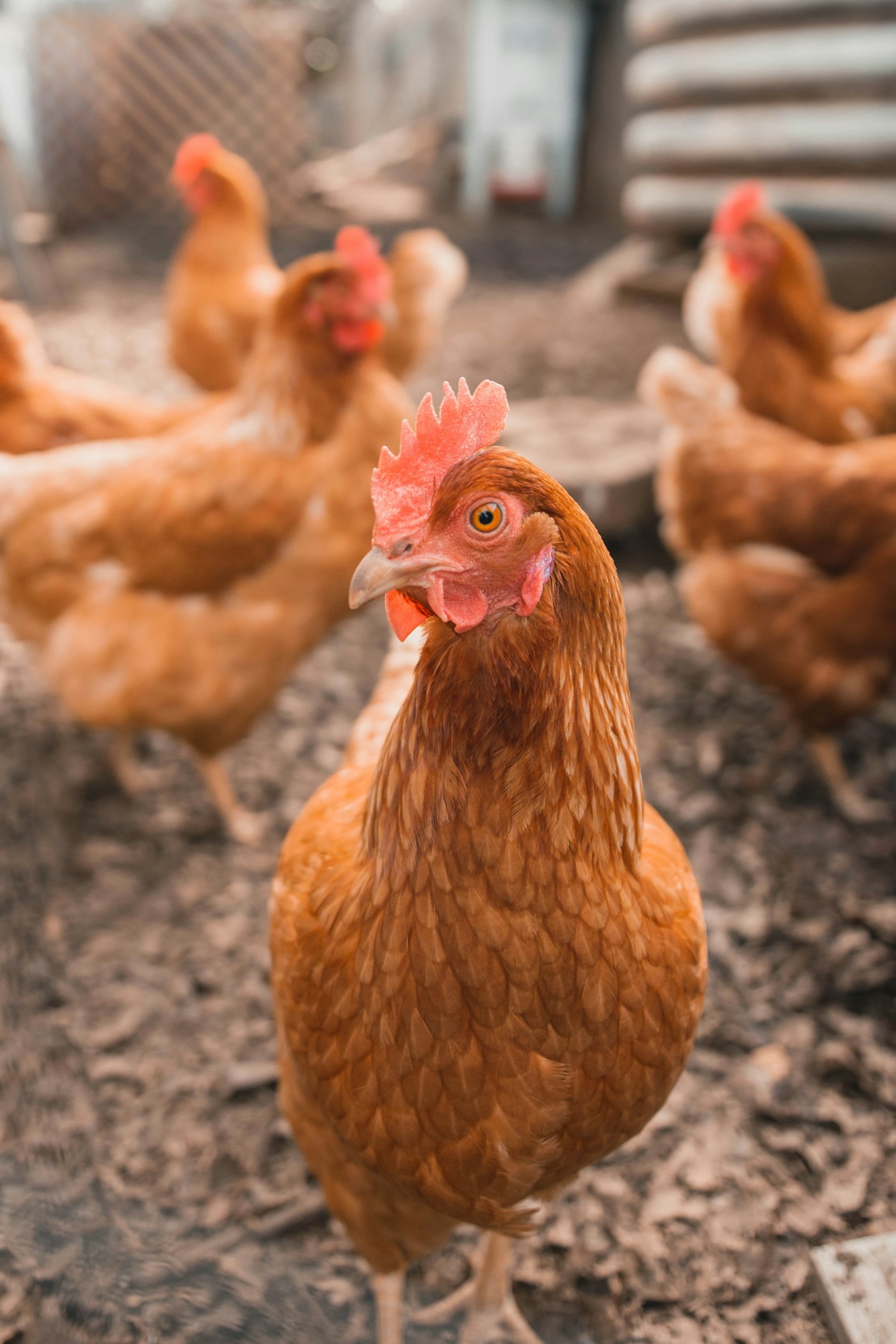 Healthy chickens on a modern poultry farm